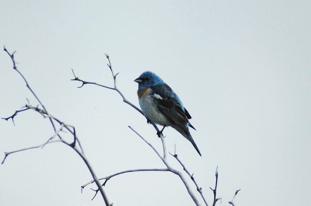 Bunting, Lazuli, 2010-07034051b Hull's Gulch, Boise, ID.JPG - Lazuli Bunting. Hull's Gulch, Boise, ID, 7-3-2010